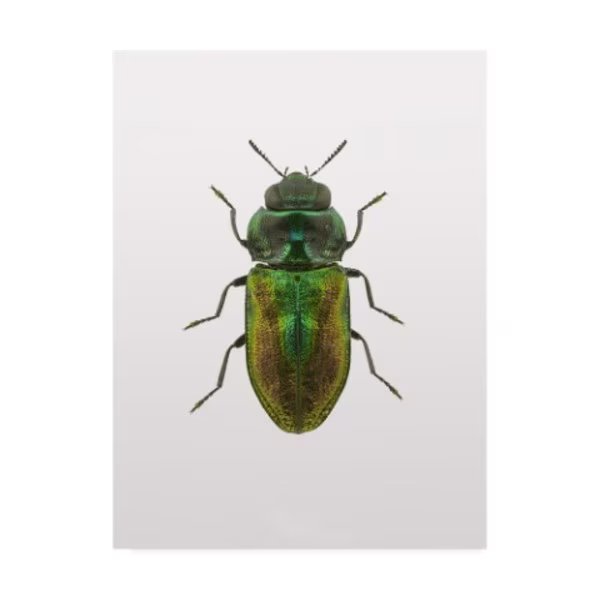 Design Fabrikken 'Beetle 1 Fabrikken' Canvas Art, 14x19, Trademark Fine Art, Mfr#: IC01380-C1419GG